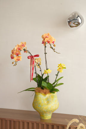 Sunlit Garden Phalaenopsis Orchids by Bamboo Green Florist, Penang