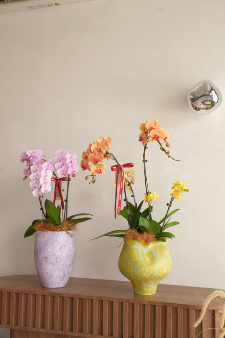 Sunlit Garden Phalaenopsis Orchids by Bamboo Green Florist, Penang, photo 3
