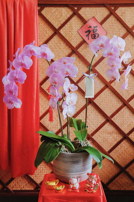 Fortune Phalaenopsis - Dark Purple Orchid Pot by Bamboo Green Florist, Penang, photo 4