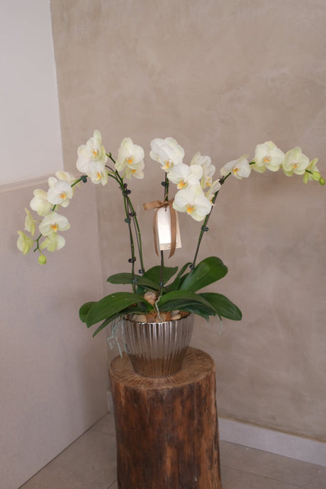Phalaenopsis Orchids - Lunaria by Bamboo Green Florist, Penang