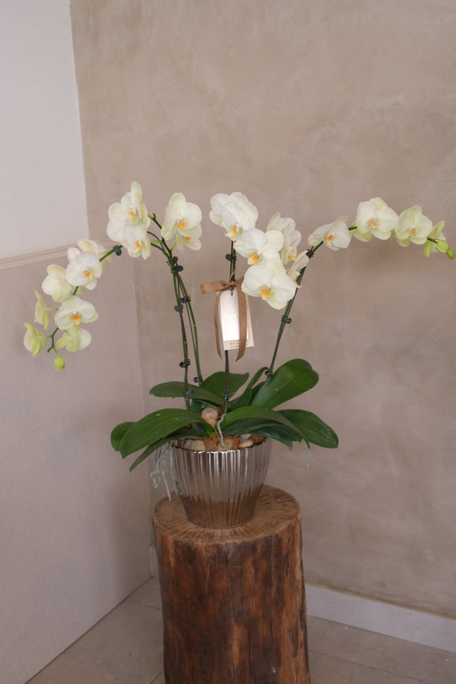 Phalaenopsis Orchids - Lunaria by Bamboo Green Florist, Penang