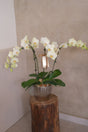Phalaenopsis Orchids - Lunaria by Bamboo Green Florist, Penang