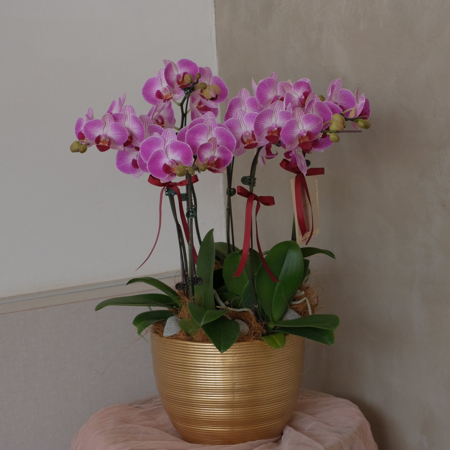 Midi Orchids - Baby Grand by Bamboo Green Florist, Penang