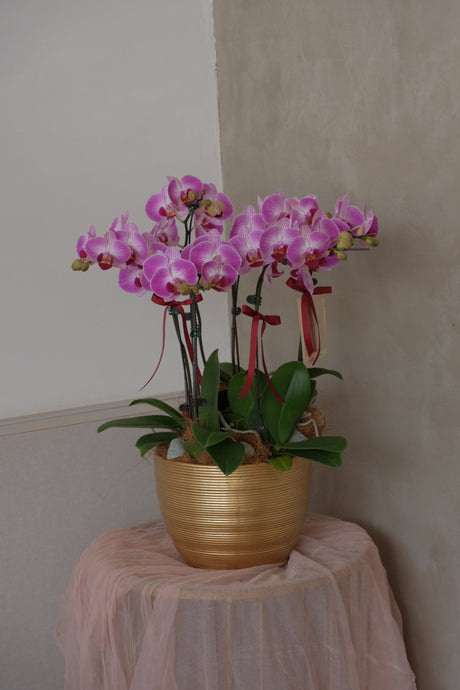 Midi Orchids - Baby Grand by Bamboo Green Florist, Penang