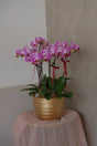 Midi Orchids - Baby Grand by Bamboo Green Florist, Penang