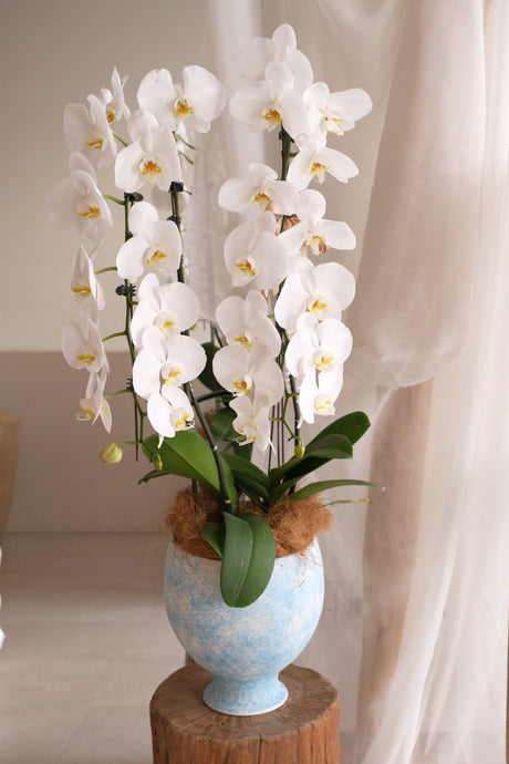 Puni Petals Orchids by Bamboo Green Florist, Penang