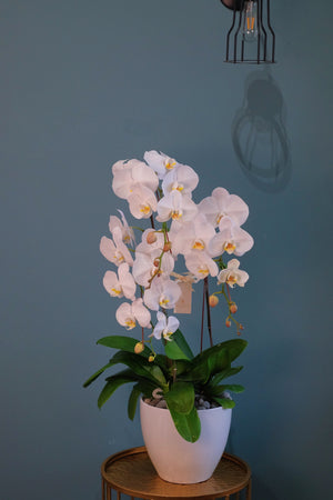 White Phalaenopsis Orchid by Bamboo Green Florist, Penang, photo 7