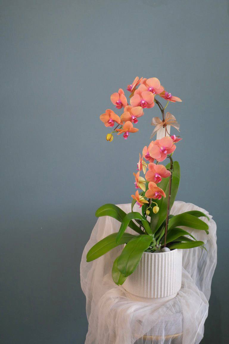Phalaenopsis- Jinju Orange Orchid Pot by Bamboo Green Florist, Penang, photo 4