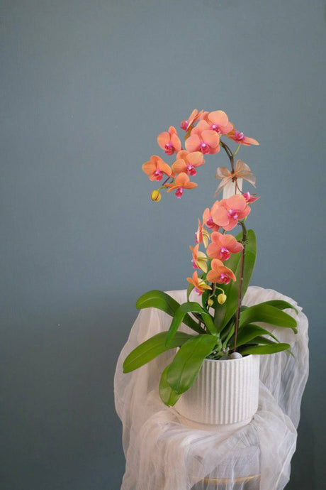 Phalaenopsis- Jinju Orange Orchid Pot by Bamboo Green Florist, Penang, photo 4