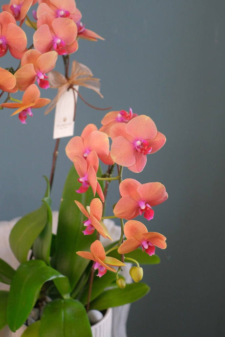 Phalaenopsis- Jinju Orange Orchid Pot by Bamboo Green Florist, Penang, photo 5