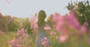 Woman walking through pink wildflowers at golden hour, then a hand-tied bouquet in warm sunlight