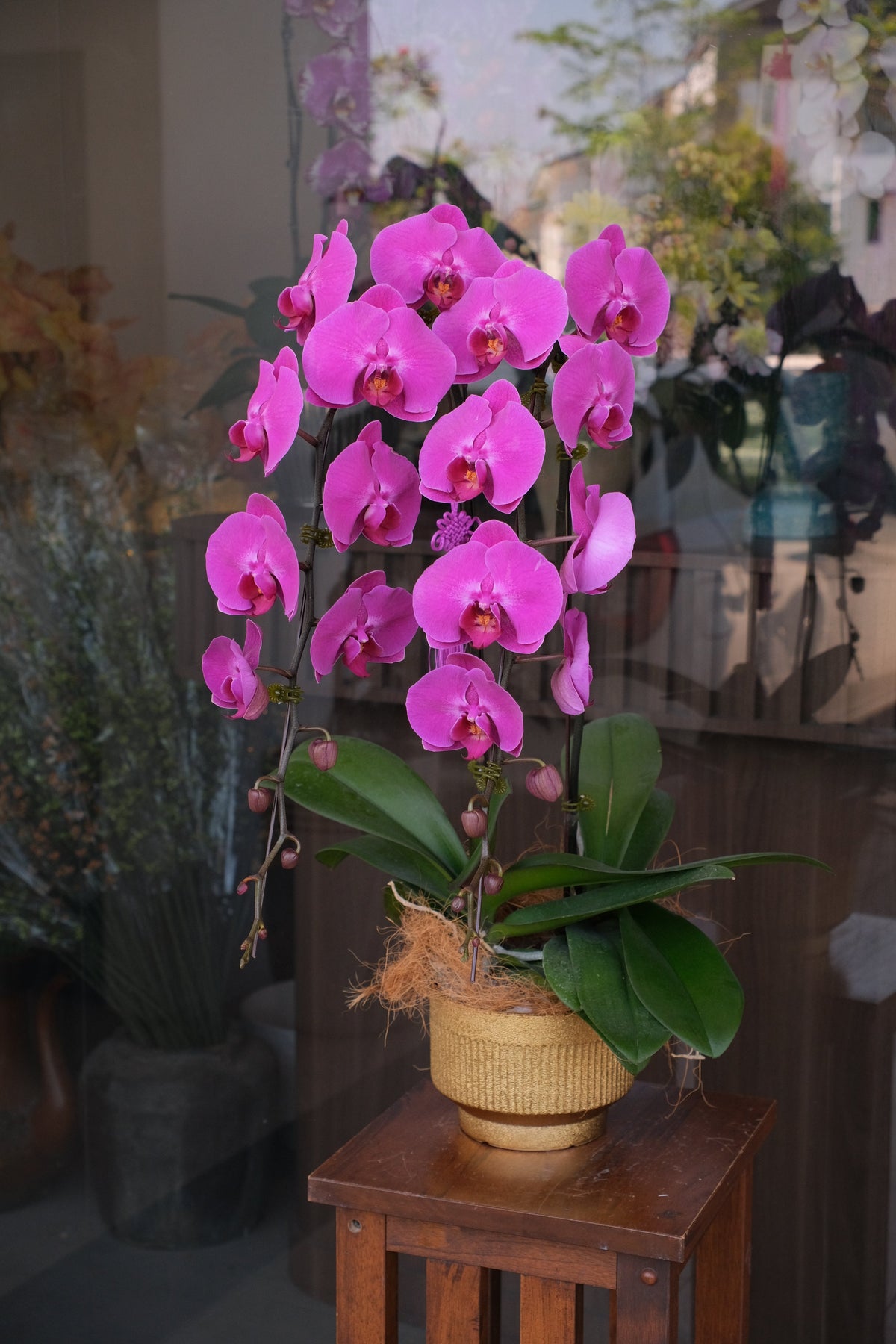 Phalaenopsis - Purple Orchid Pot by Bamboo Green Florist, Penang