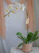Love Being Your'chid - White Phalaenopsis Orchid by Bamboo Green Florist, Penang, photo 3
