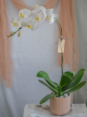 Love Being Your'chid - White Phalaenopsis Orchid by Bamboo Green Florist, Penang, photo 3
