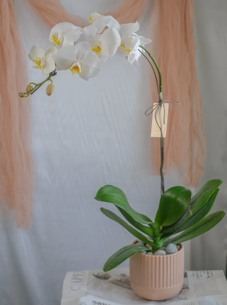 Love Being Your'chid - White Phalaenopsis Orchid by Bamboo Green Florist, Penang, photo 3