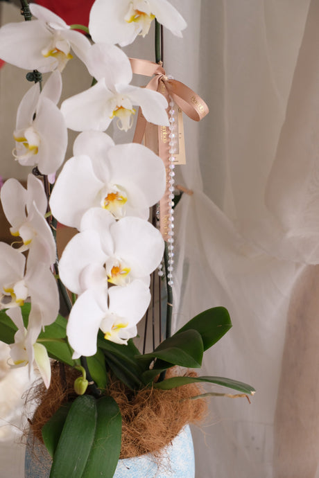 Puni Petals Orchids by Bamboo Green Florist, Penang, photo 2