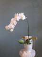White Phalaenopsis Orchid by Bamboo Green Florist, Penang, photo 5