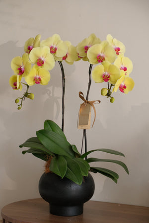 Yellow! Orchid Pot by Bamboo Green Florist, Penang