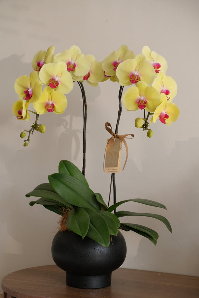 Yellow! Orchid Pot by Bamboo Green Florist, Penang